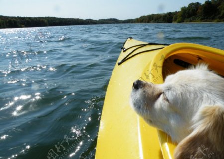 皮划艇上悠闲的小狗图片