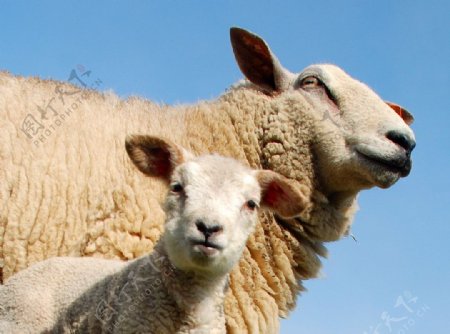 绵羊和羊宝宝图片