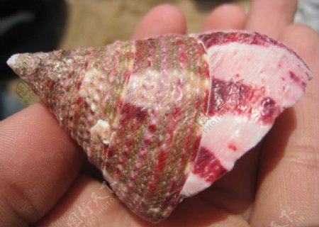 田螺贝壳图片