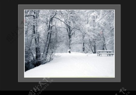 冬景树图片