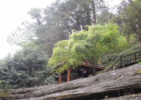 阿里山神木图片