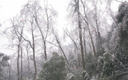 冰冻的枫树林图片