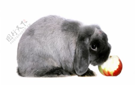 吃苹果的兔子图片