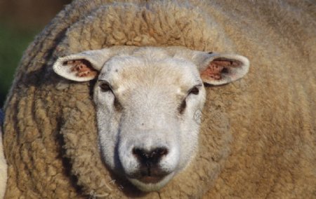 绵羊羊图片