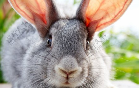 灰兔子图片