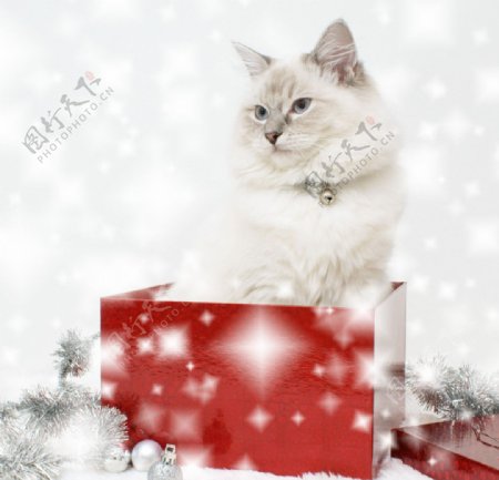 圣诞礼盒中的肥猫图片