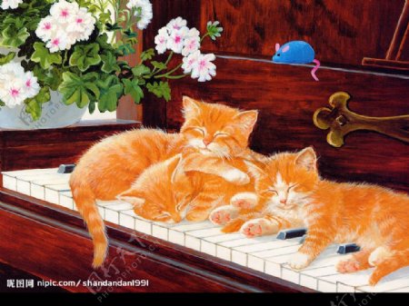 猫咪弹琴图片