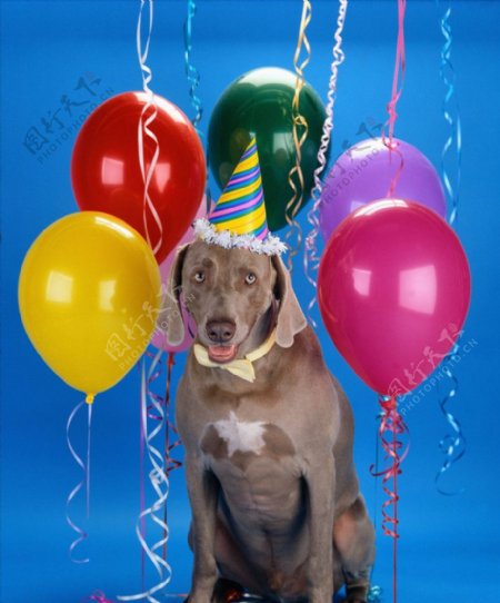 狗生日帽气球图片