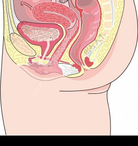 女性生殖系统剖面图图片