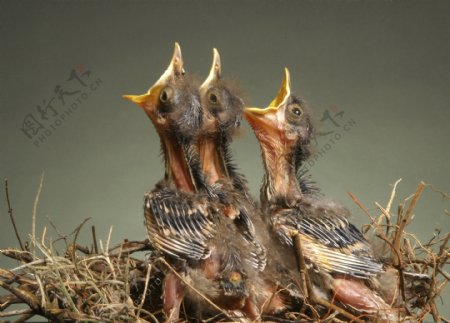 三只饥饿的雏鸟图片