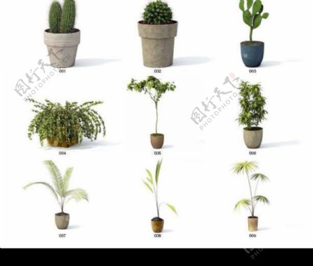 Vray高精度植物模型archmodel系列1图片