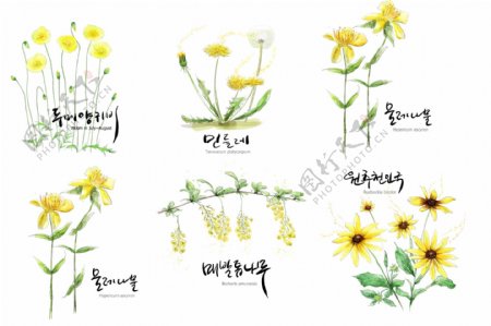 韩国手绘花朵图片