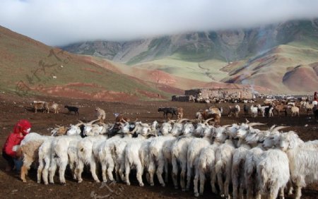 玉其喀什夏季牧场图片