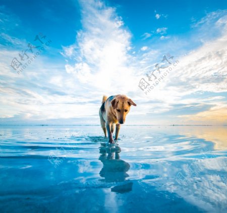 海面行走的狗图片
