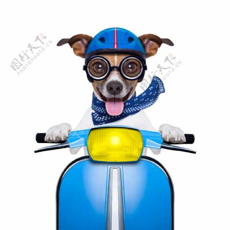 狗狗骑摩托图片