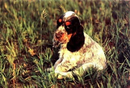 草原中的一只狗图片