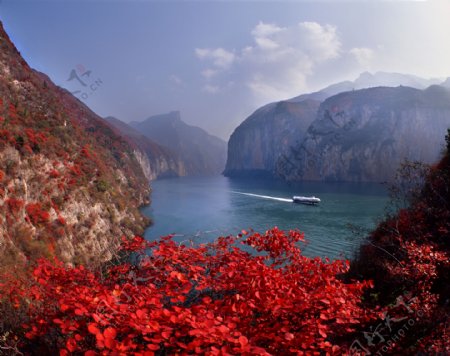 三峡红叶图片
