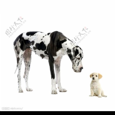大狗和小狗图片