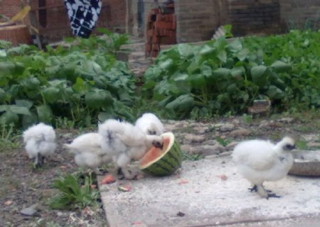 农村小院小鸡吃食图片