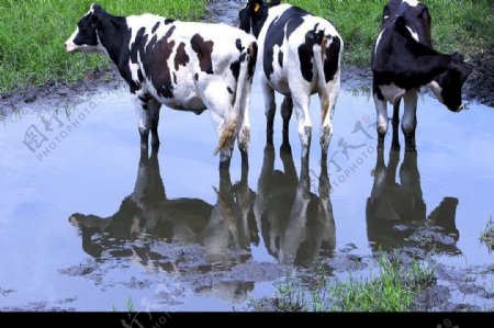 乳牛牧场图片