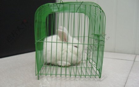 笼子中白兔图片