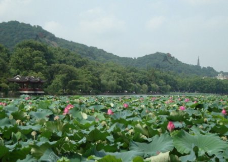 杭州西湖之宝石山保俶塔图片