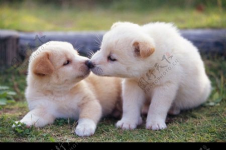接吻的小狗狗图片