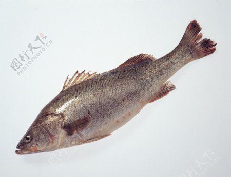 生物世界鱼图片