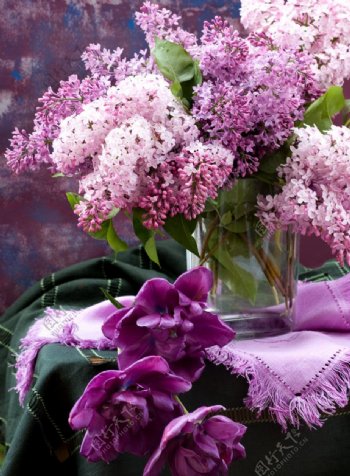 紫色丁香花和郁金香图片