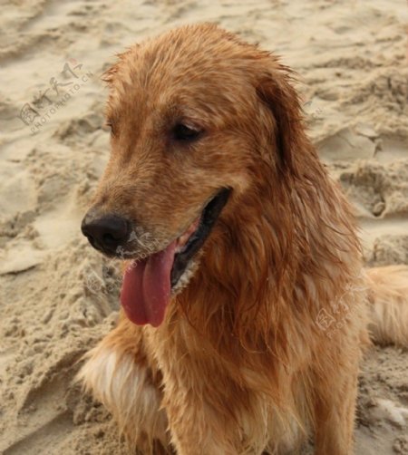 沙滩狗图片