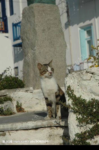 希臘慵懶的貓图片