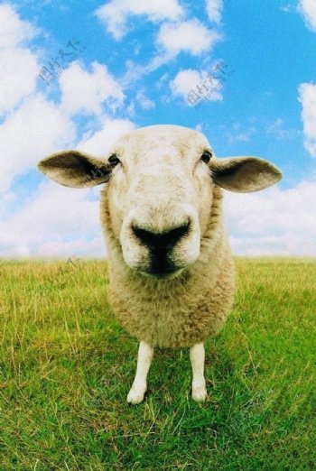 一只羊图片