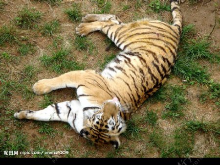 睡懒觉的老虎图片