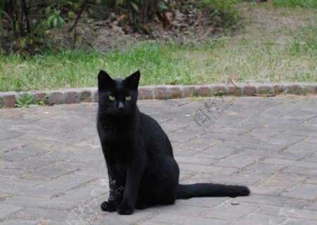 小黑猫图片