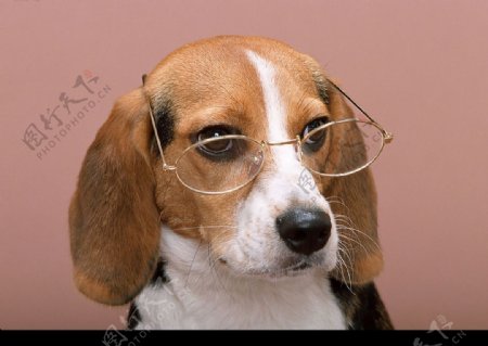 带眼镜的狗图片