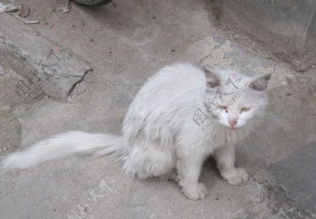 白色流浪猫图片