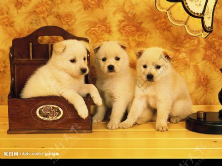 盒子旁的三只可爱小狗狗图片