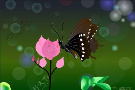 花蝴蝶插画设计图片