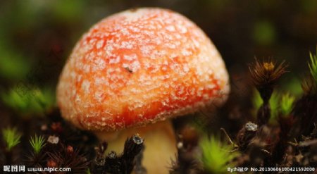 微距下的橙色蘑菇图片