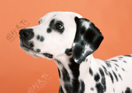 斑点狗图片