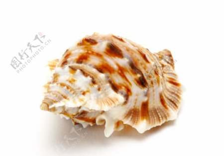螺旋貝殼图片