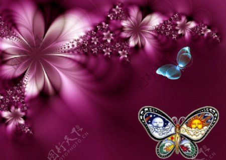 蝴蝶花朵图片