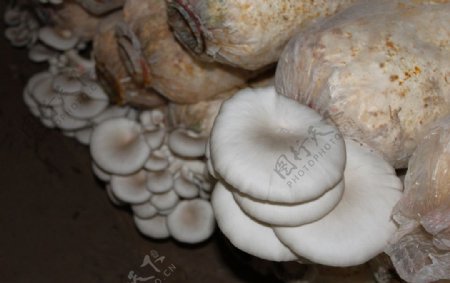 蘑菇菌棒图片