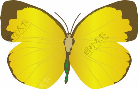 矢量黄色蝴蝶图片