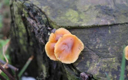 枯树上的蘑菇图片