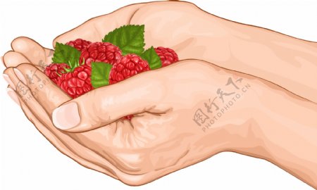 树莓水果图片