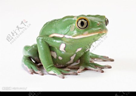 青蛙2图片