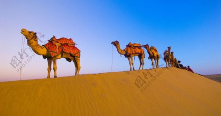 骆驼沙漠动物图片