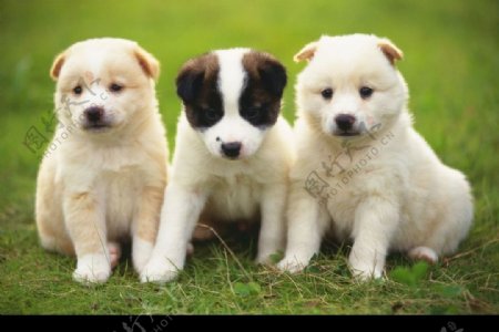 三只宠物狗图片