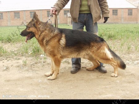 德国牧羊犬图片